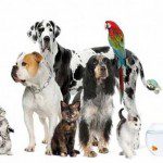 Casting Families for CW Pet Adoption Series “Ready, Set, Pet” in New York City